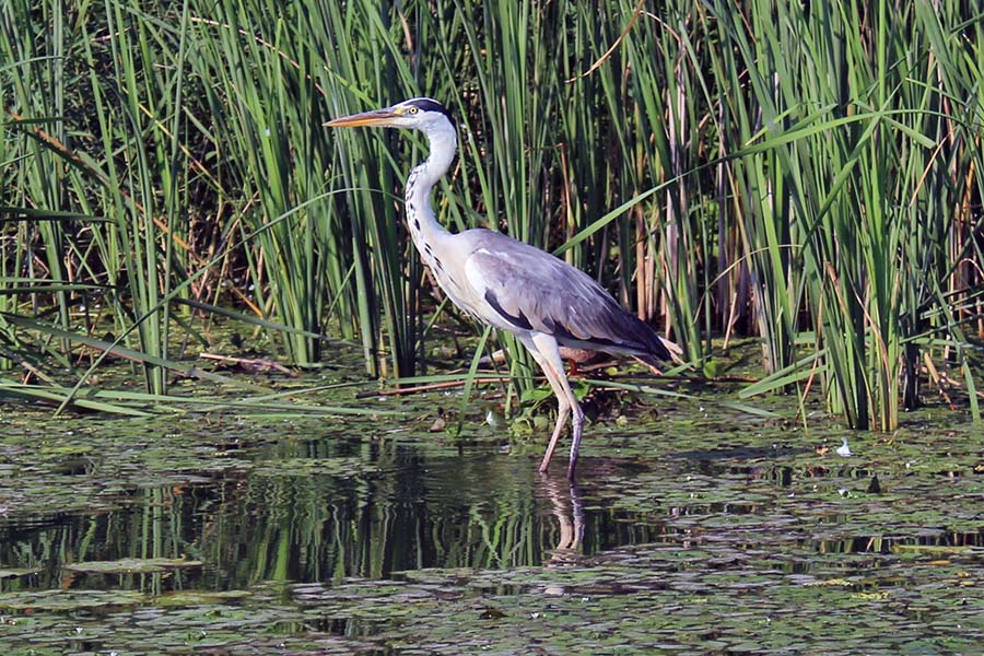 crane in everglades