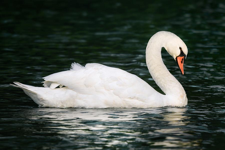 mute swans